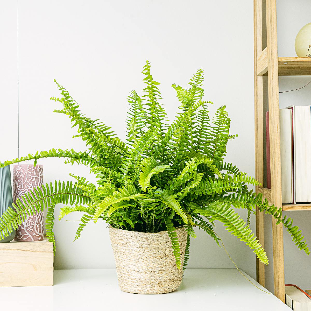 Paproć bostońska picture 2