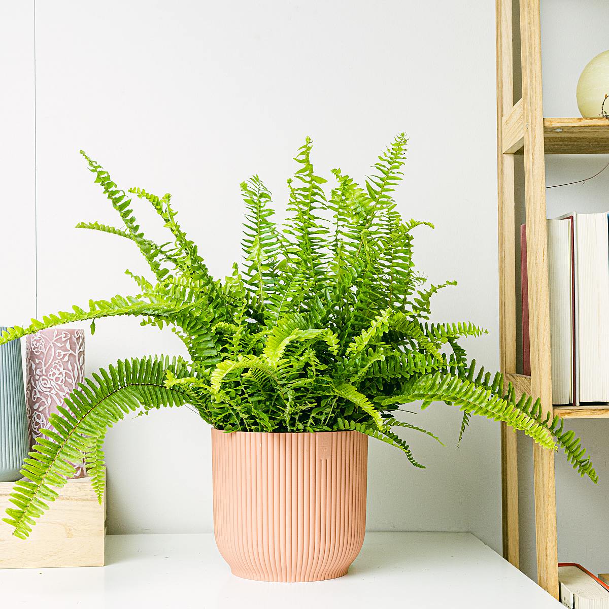 Paproć bostońska picture 3