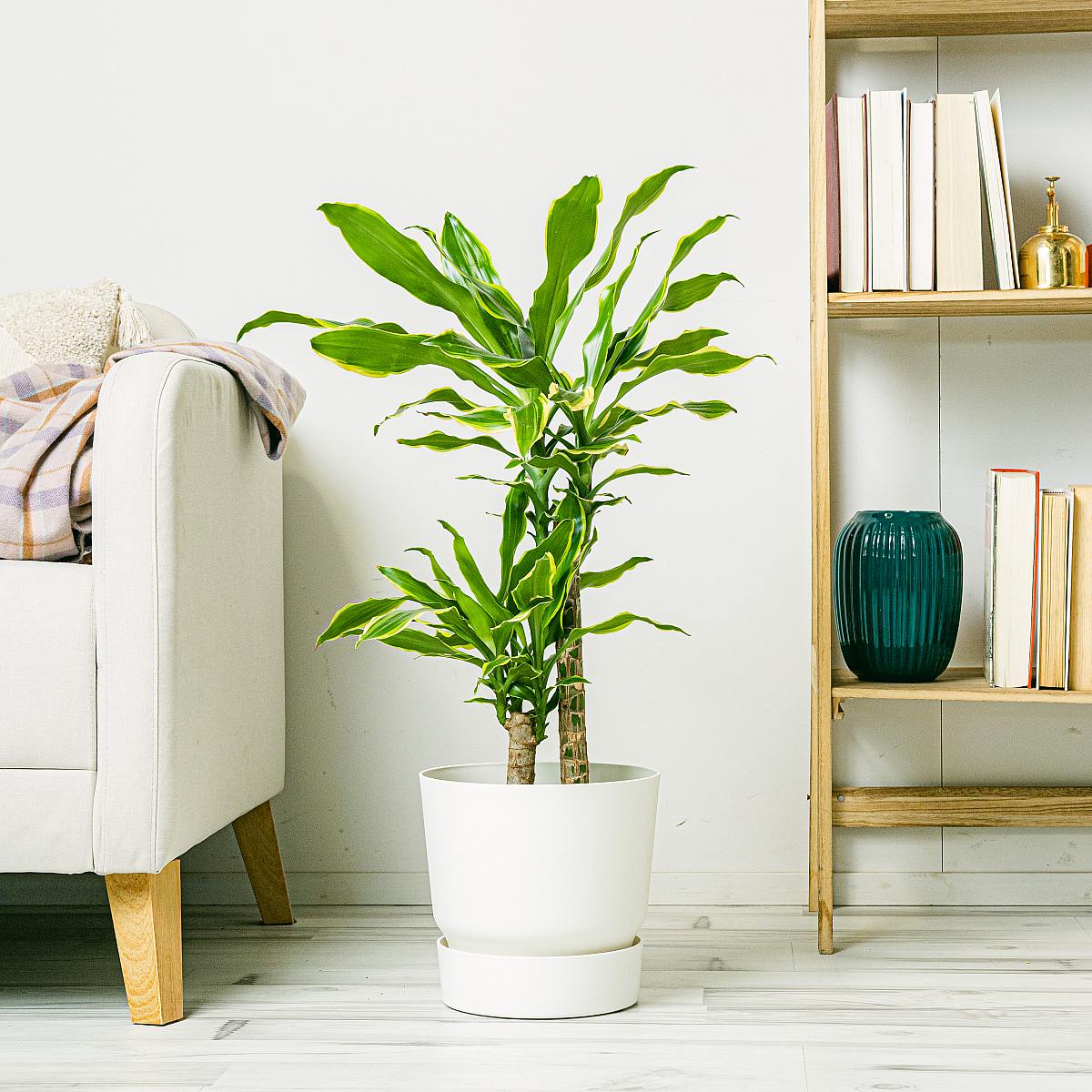 Dracena Massangeana picture 0