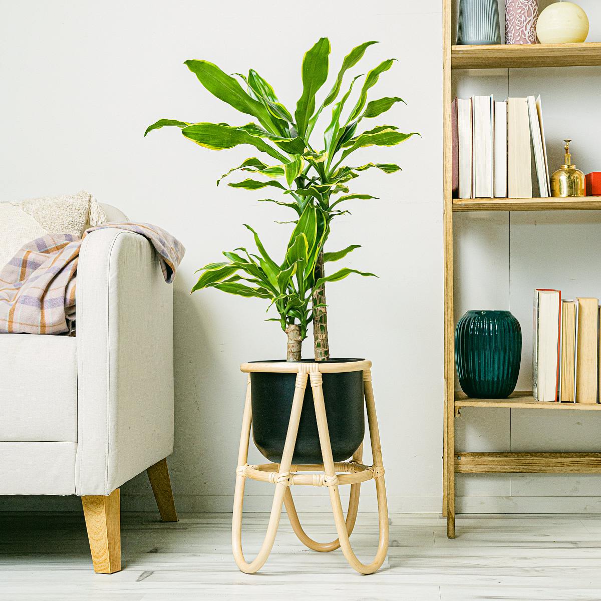 Dracena Massangeana picture 2