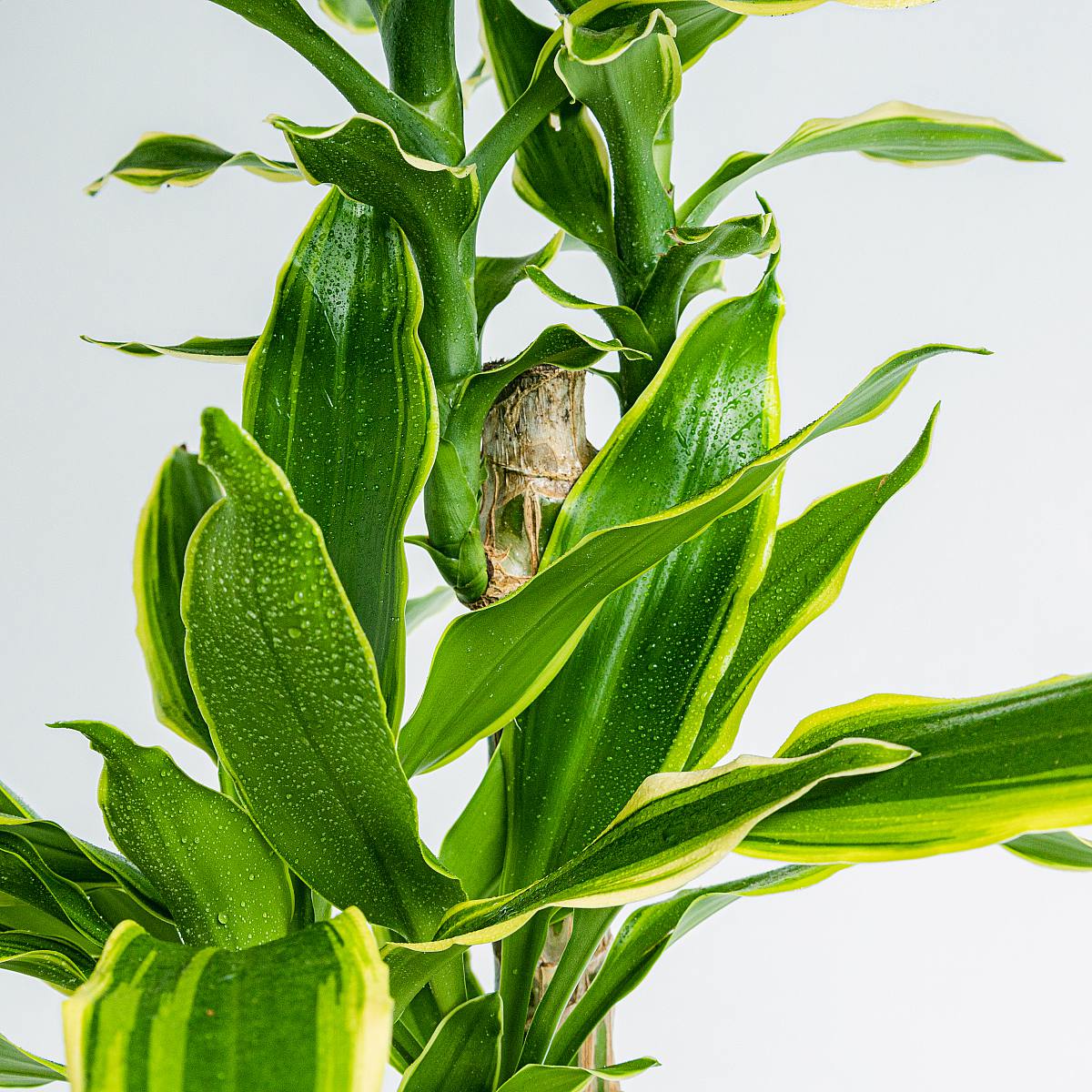 Dracena Massangeana picture 4