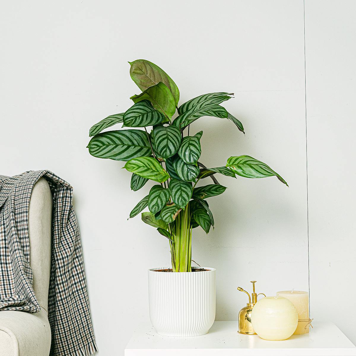 Calathea Cora picture 1