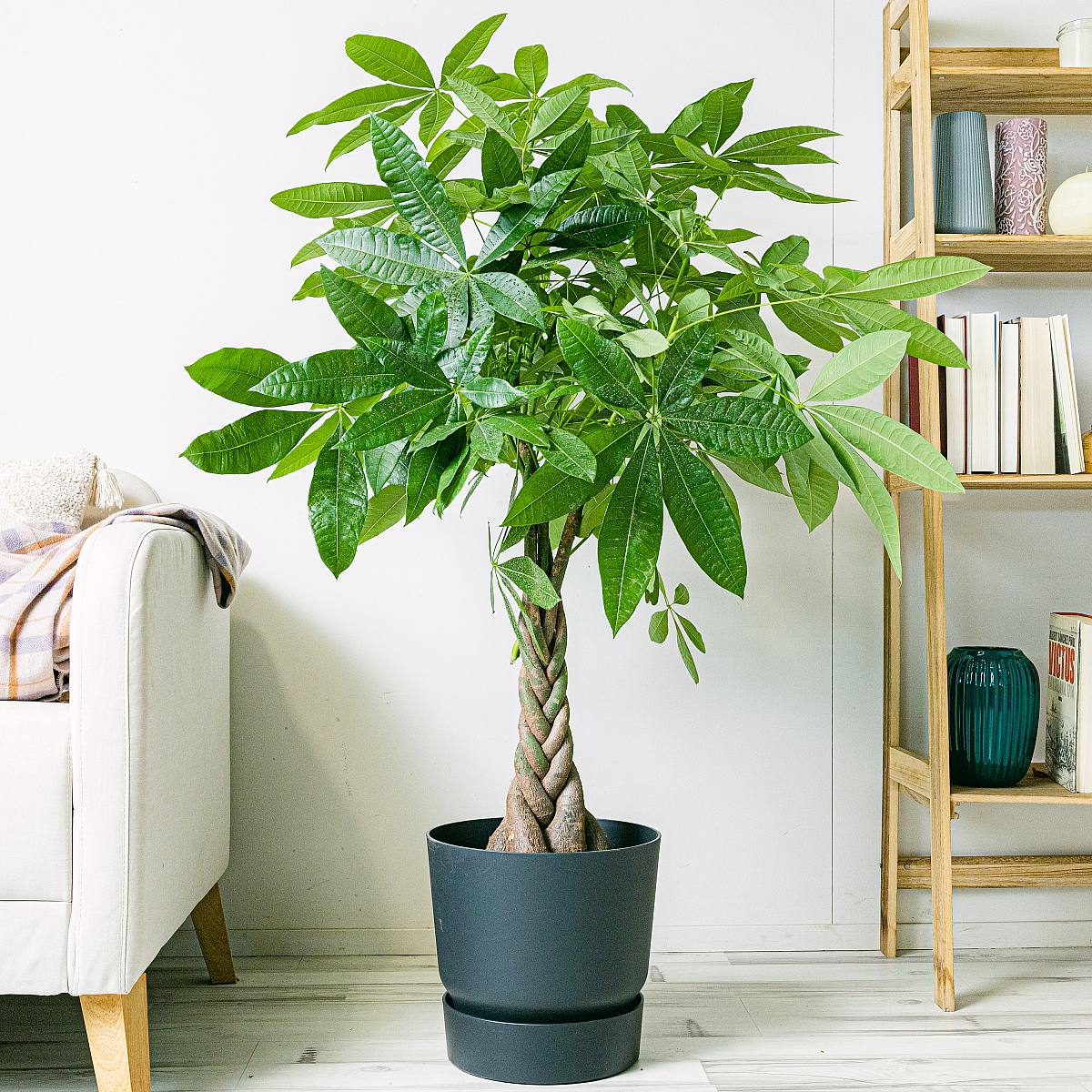 Pachira Aquatica - Lykketræ picture 1