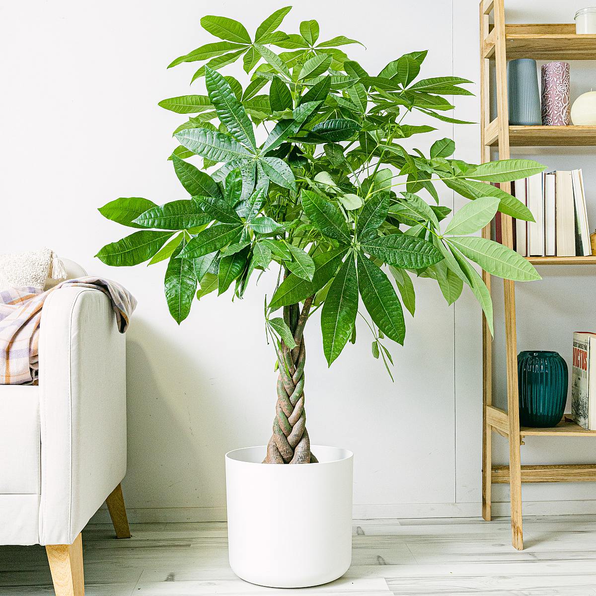 Pachira Aquatica - Lykketræ picture 2