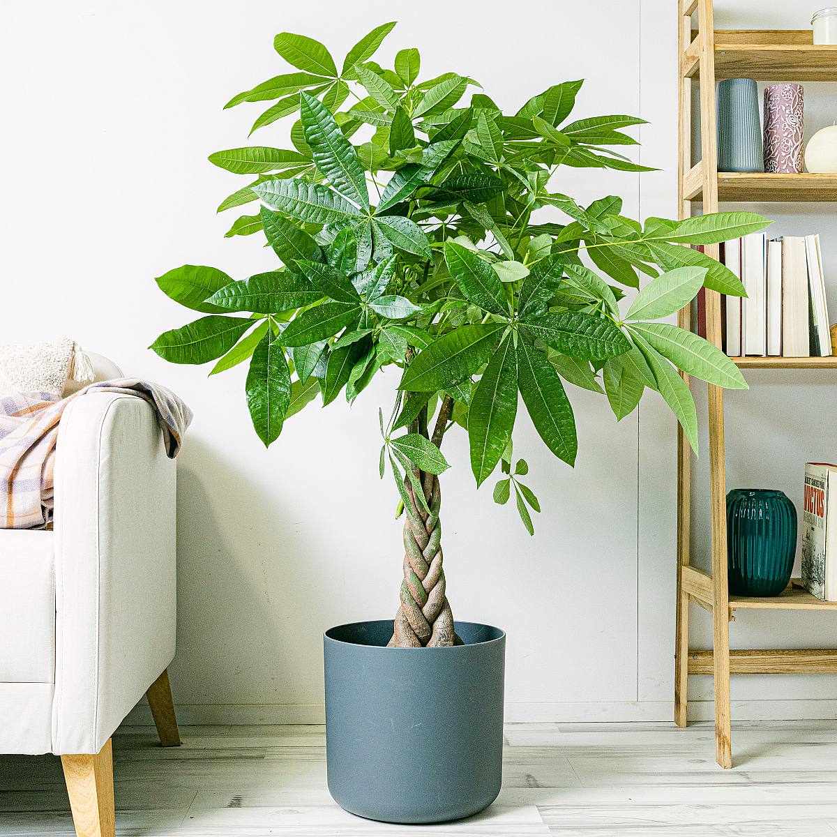 Pachira Aquatica - Lykketræ picture 3