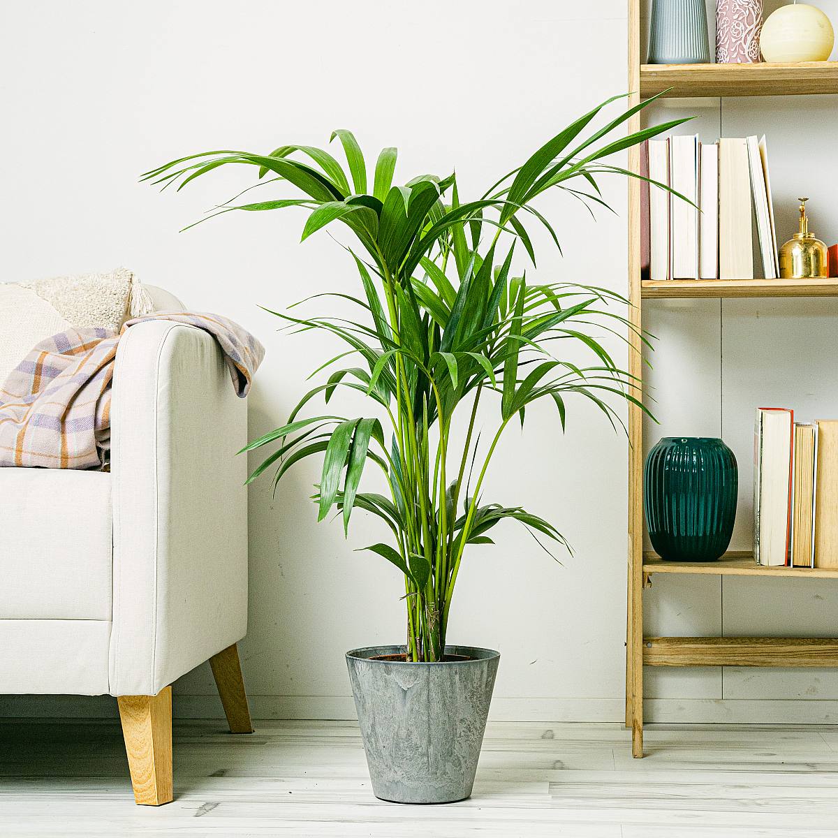 Kentia Palm - Rajská palma picture 1