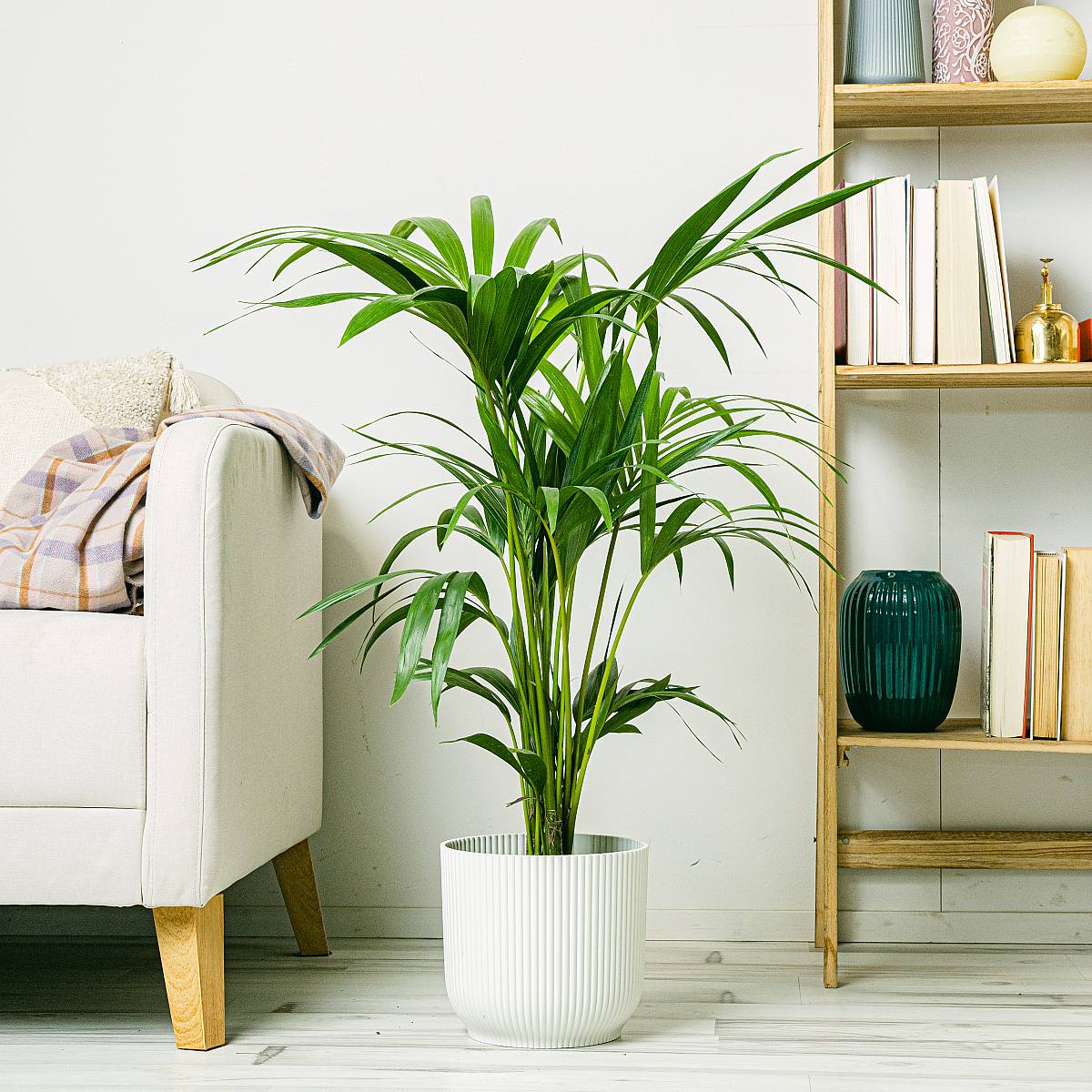 Kentia Palm - Rajská palma picture 2