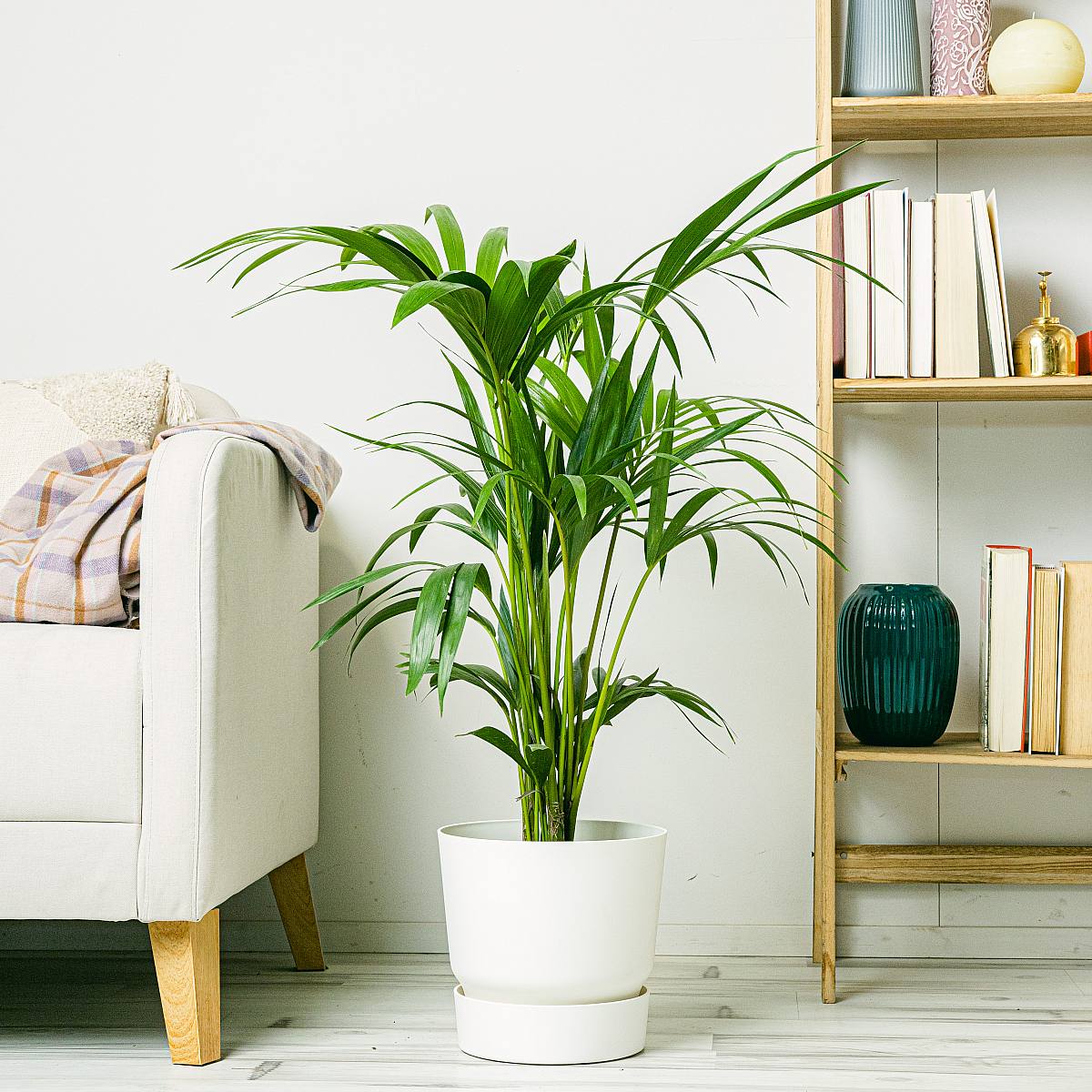 Kentia Palm - Rajská palma picture 3