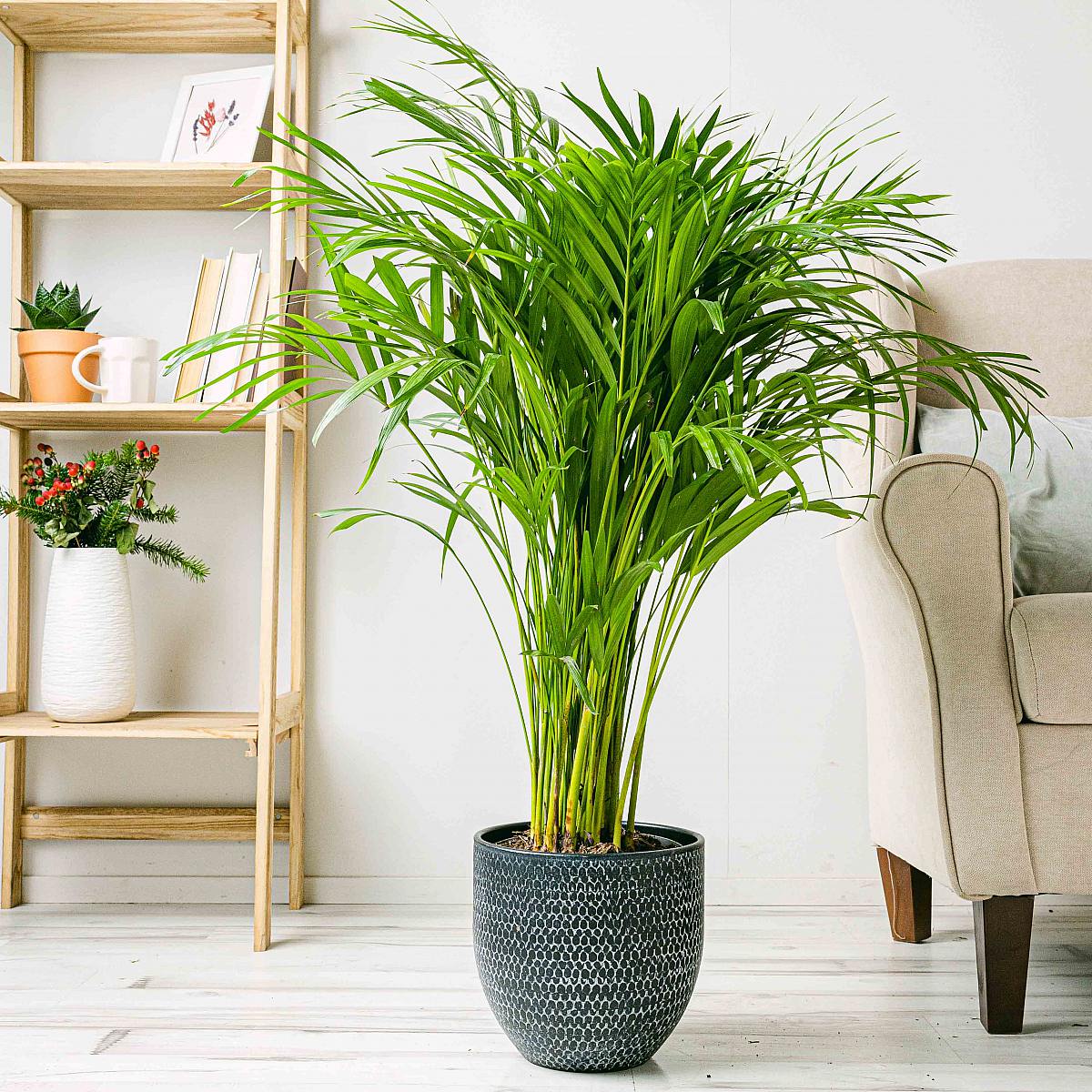 Areková palma - čistička vzduchu picture 1