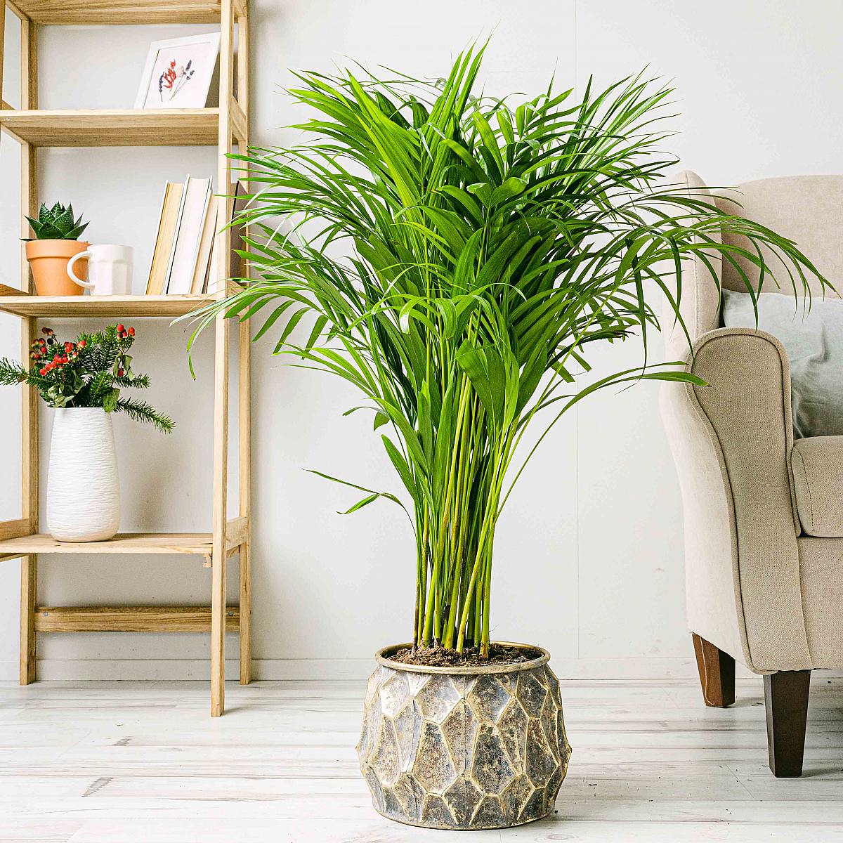 Areková palma - čistička vzduchu picture 2