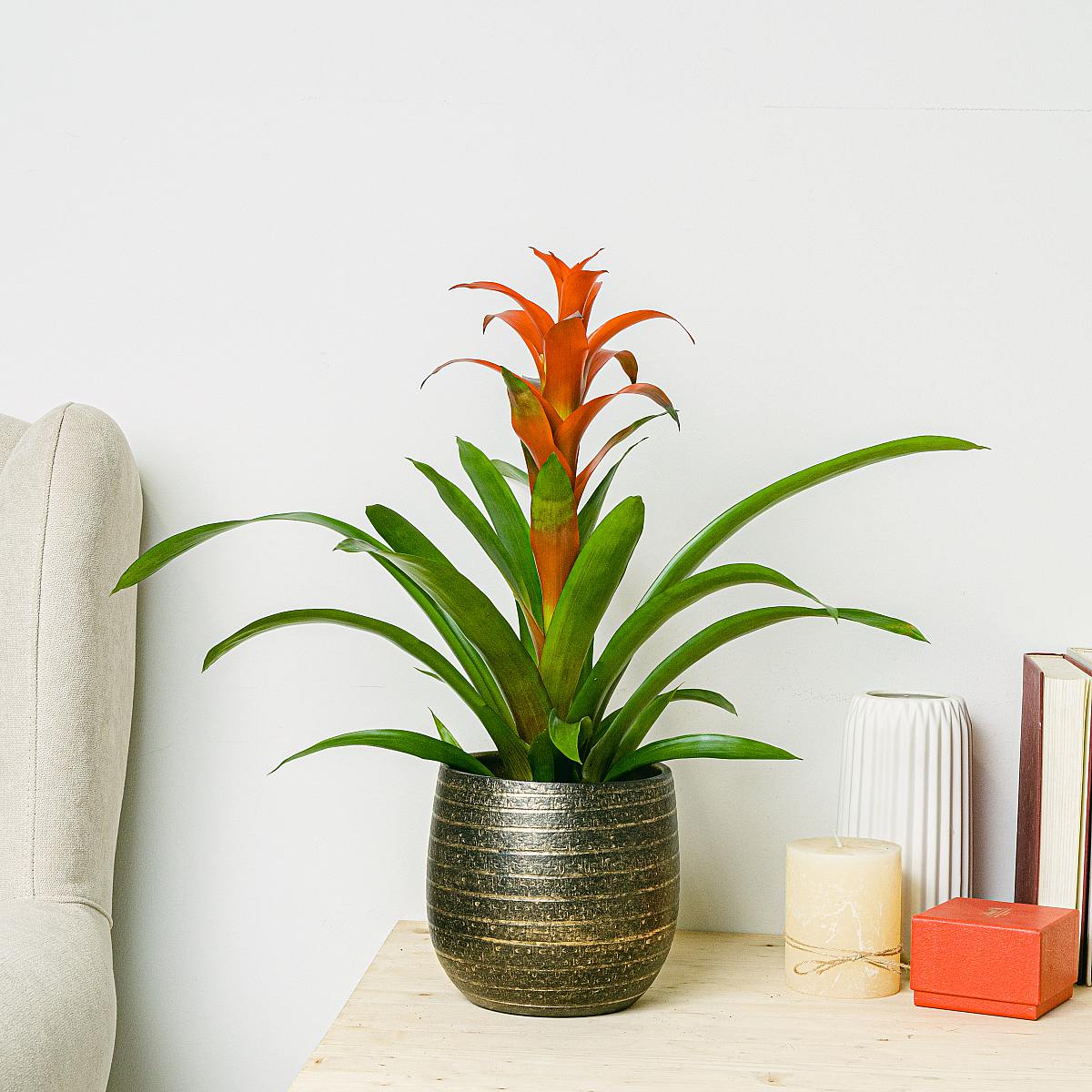 Bromelia picture 0