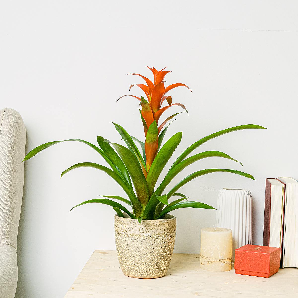 Bromelia picture 3