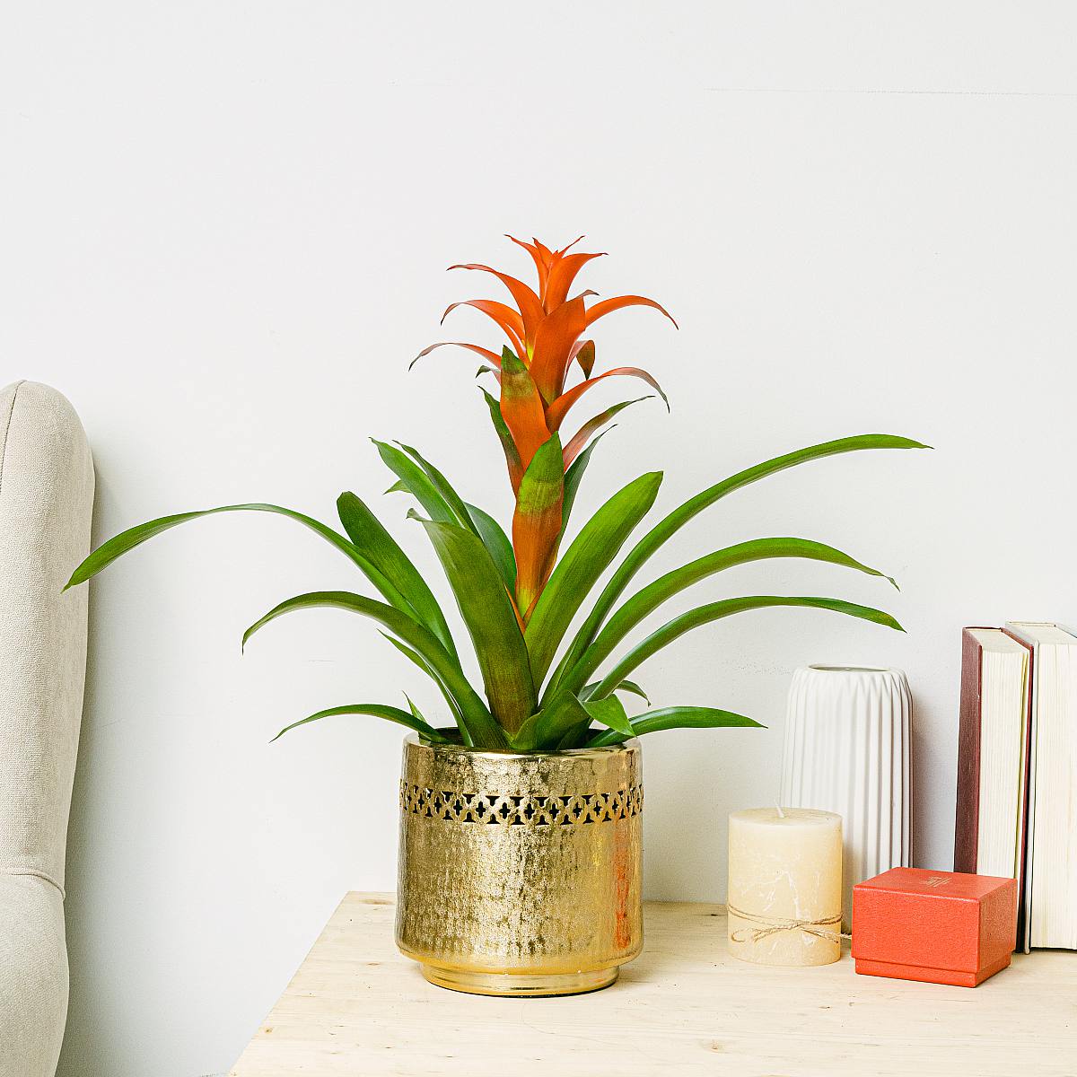 Bromelia picture 2