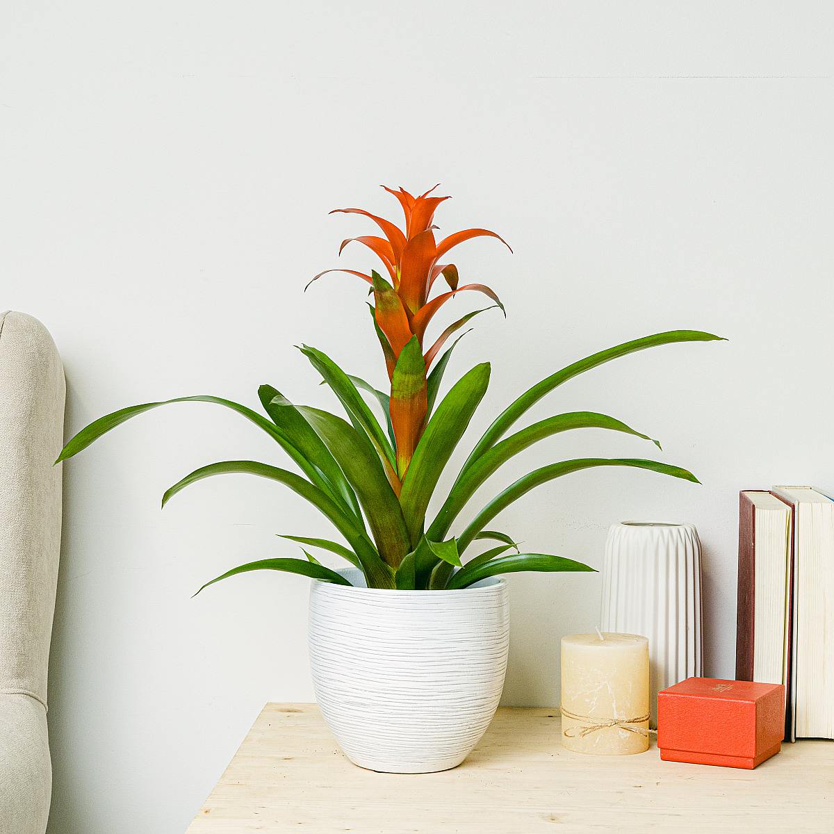 Bromelia picture 1