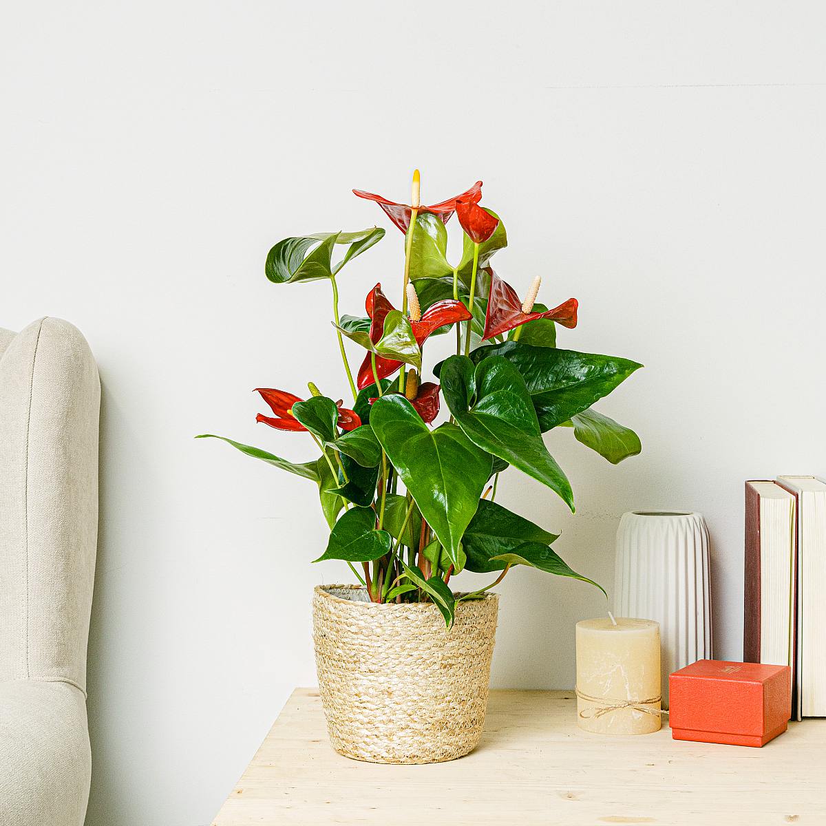 Anthurium rood picture 3