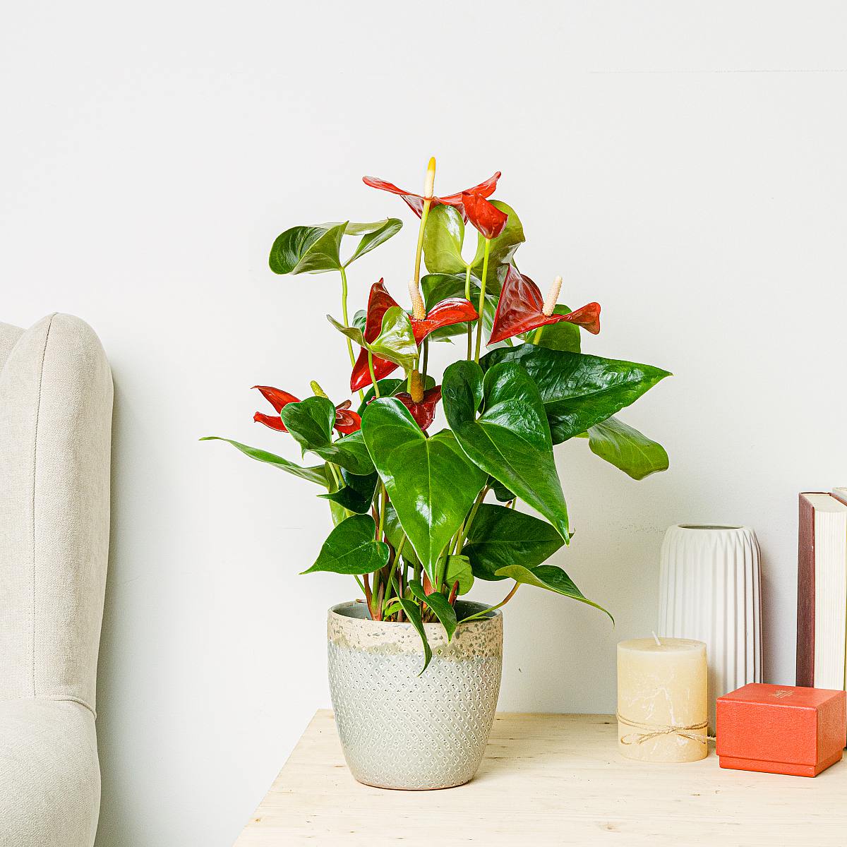 Anthurium rood picture 2