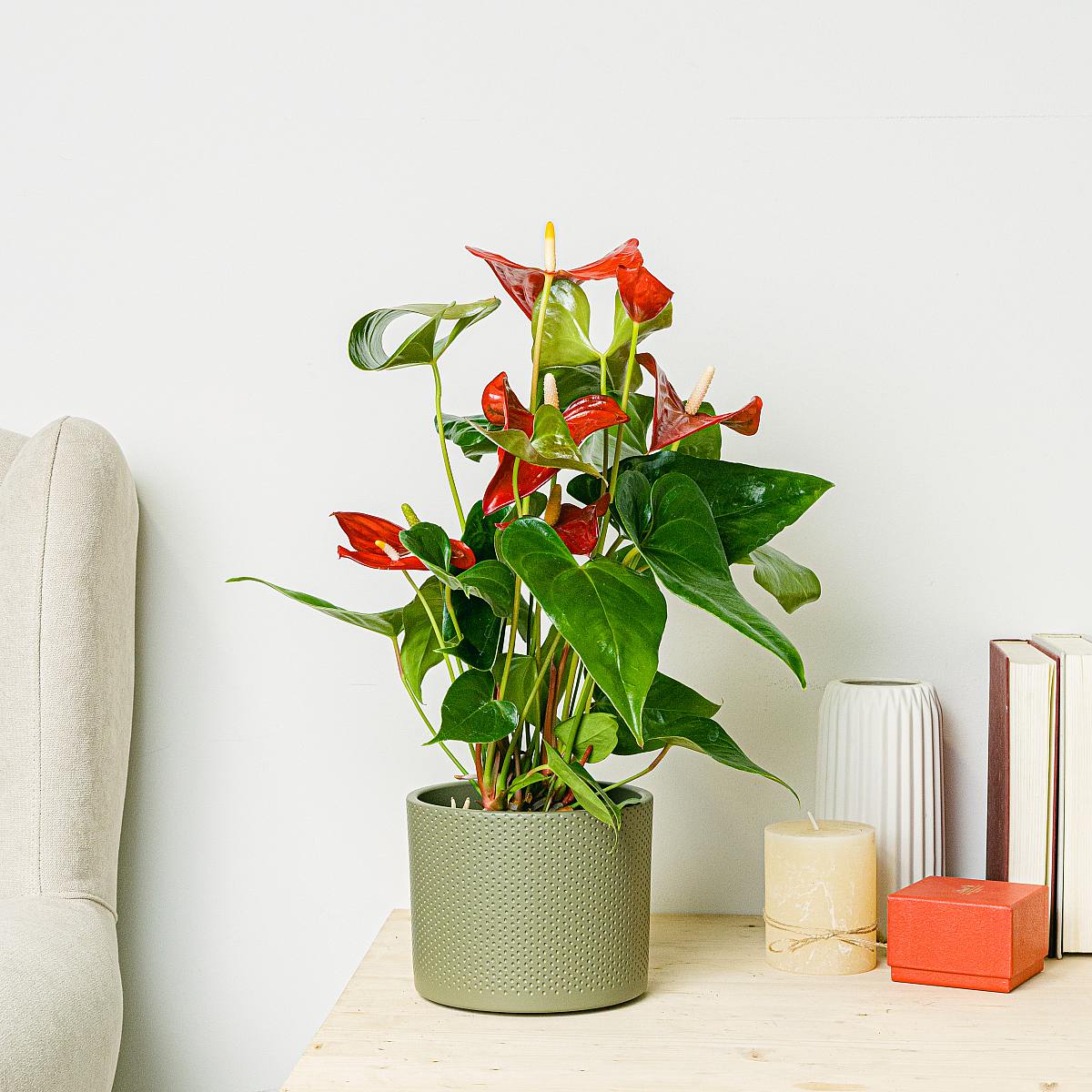 Anthurium rood picture 1