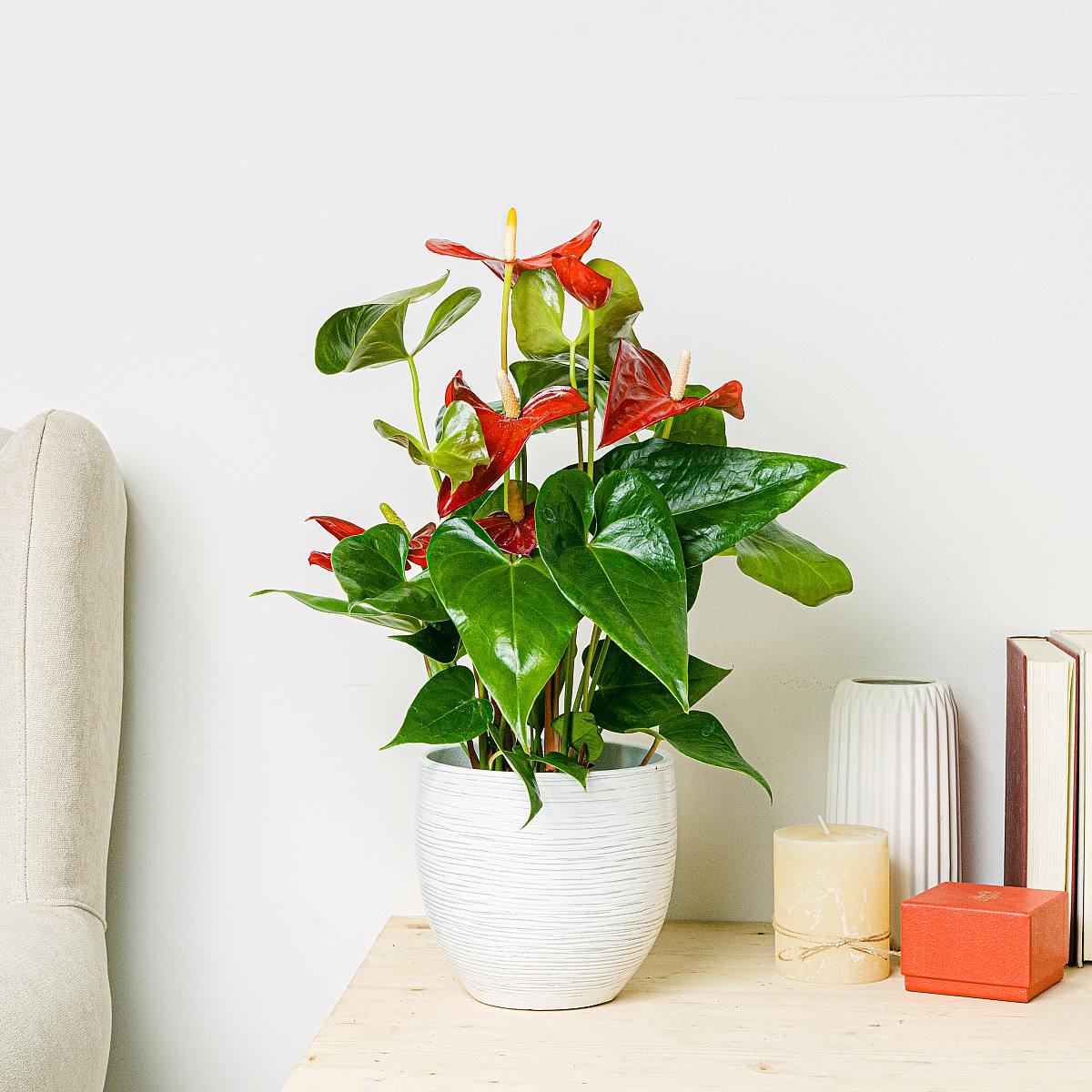 Anthurium rood picture 0