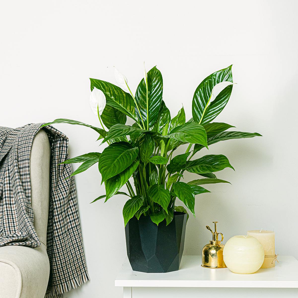 Peace Lily picture 2