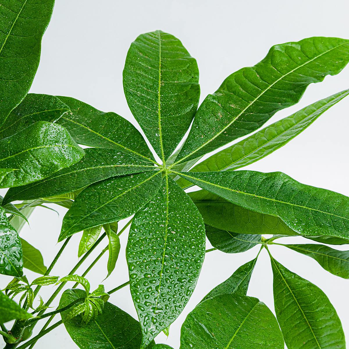 Pachira Aquatica - Lykketræ picture 4