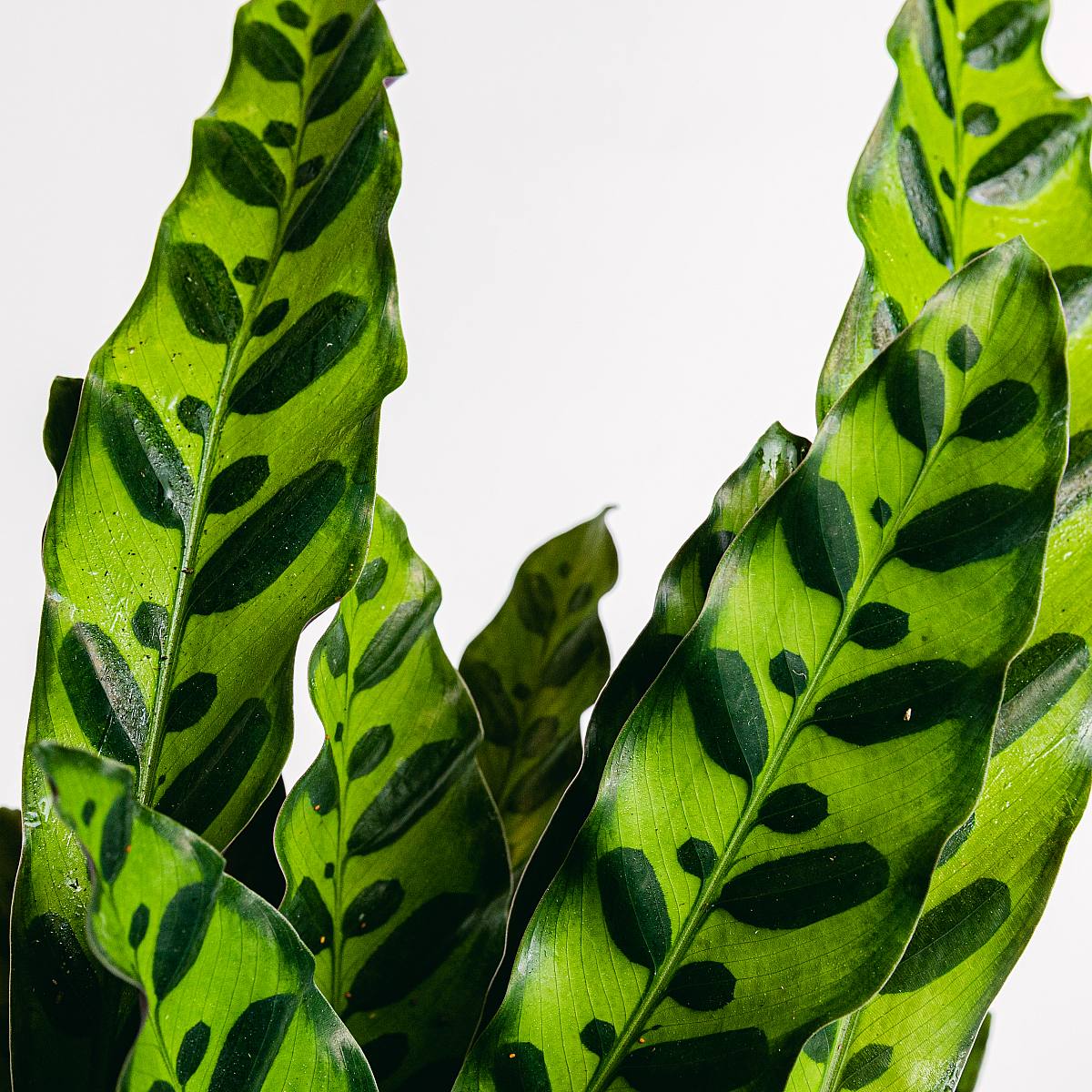 Calathea Lancifolia picture 2
