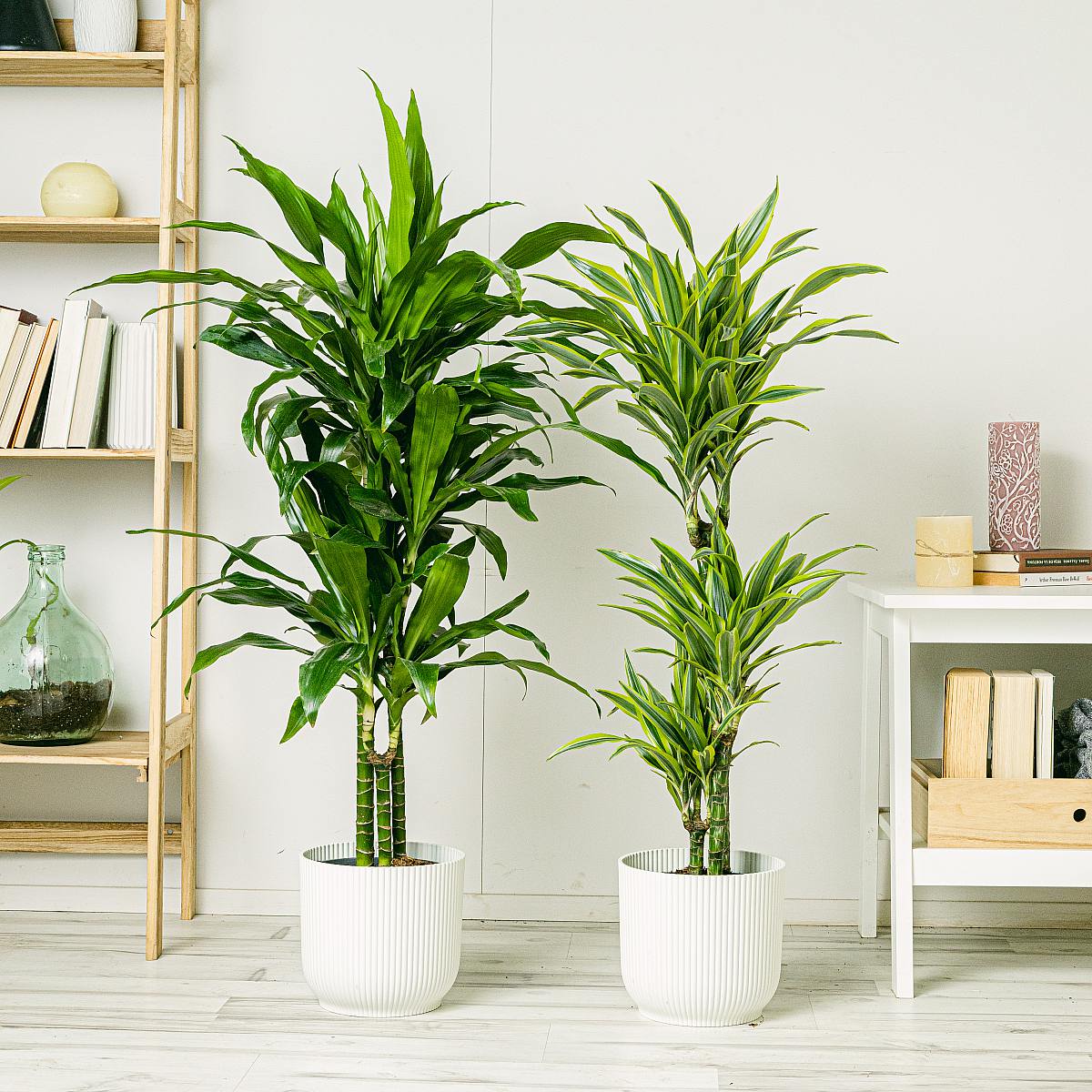 Dracaena Duo picture 1