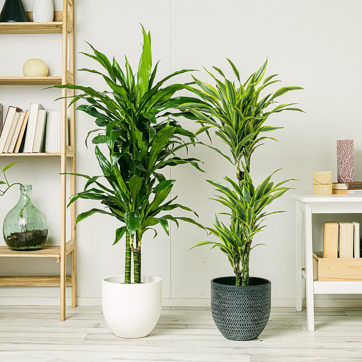 Dracaena Duo picture 2