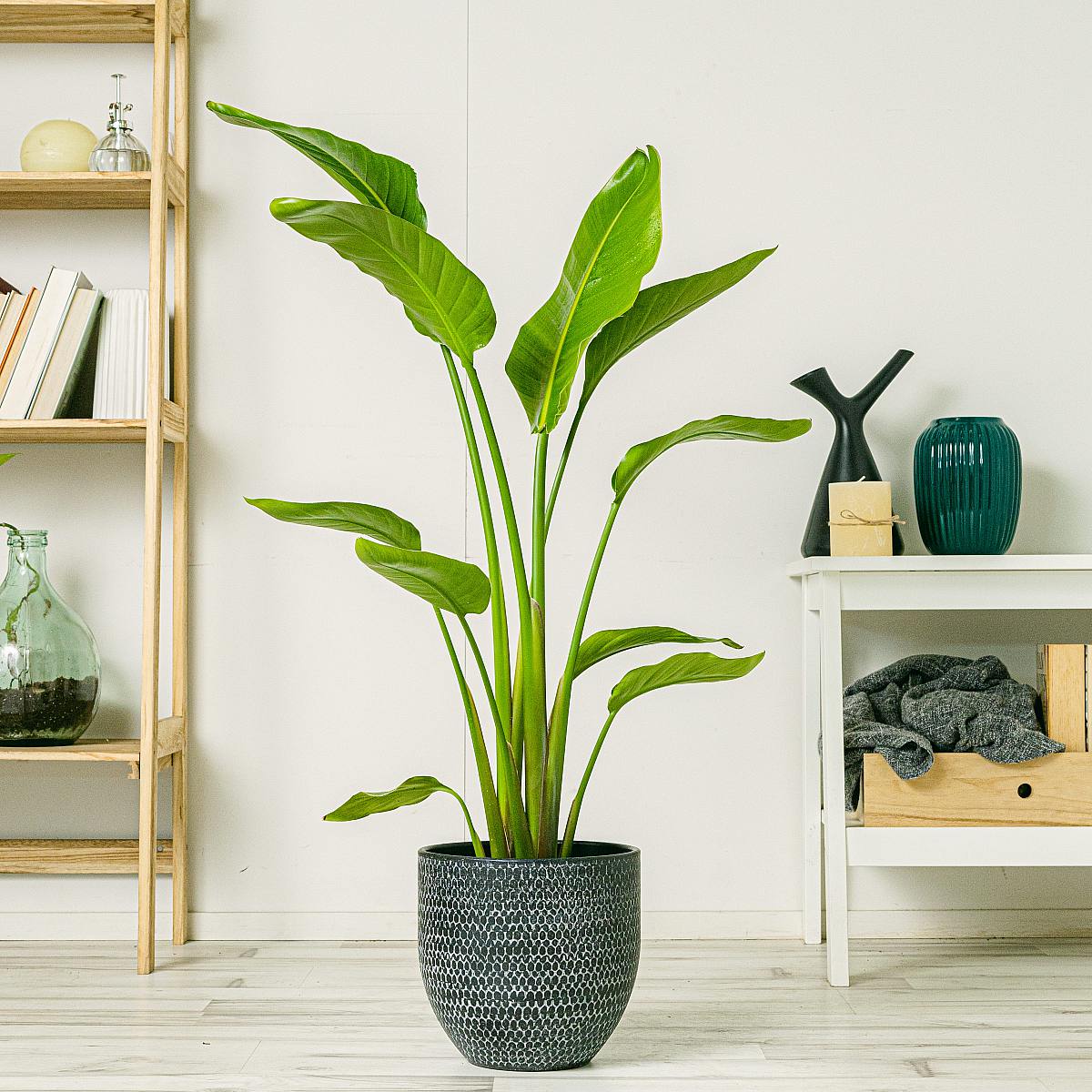 Paradisfugl - eksotisk skønhed picture 1