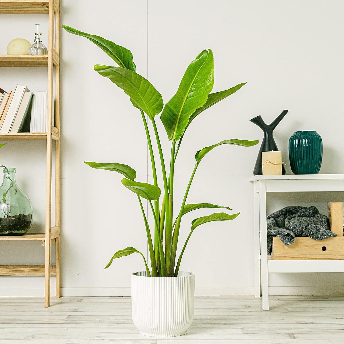 Paradisfugl - eksotisk skønhed picture 2