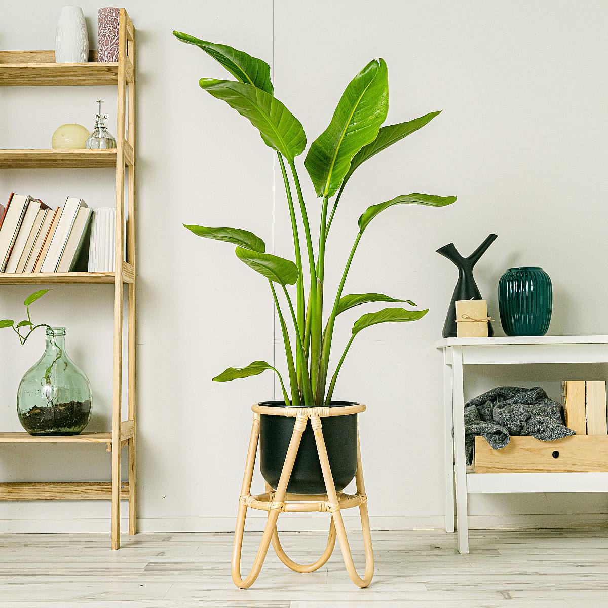 Paradisfugl - eksotisk skønhed picture 3