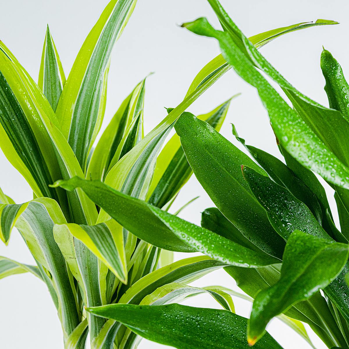 Dracaena Duo picture 3