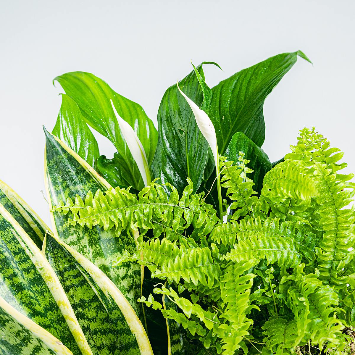 Trio rostlin: Sladké sny picture 4