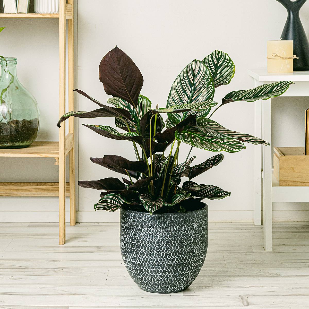 Calathea Sanderiana XL picture 1