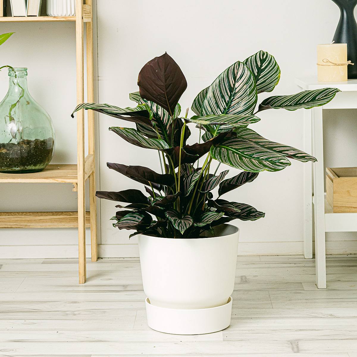 Calathea Sanderiana XL picture 2