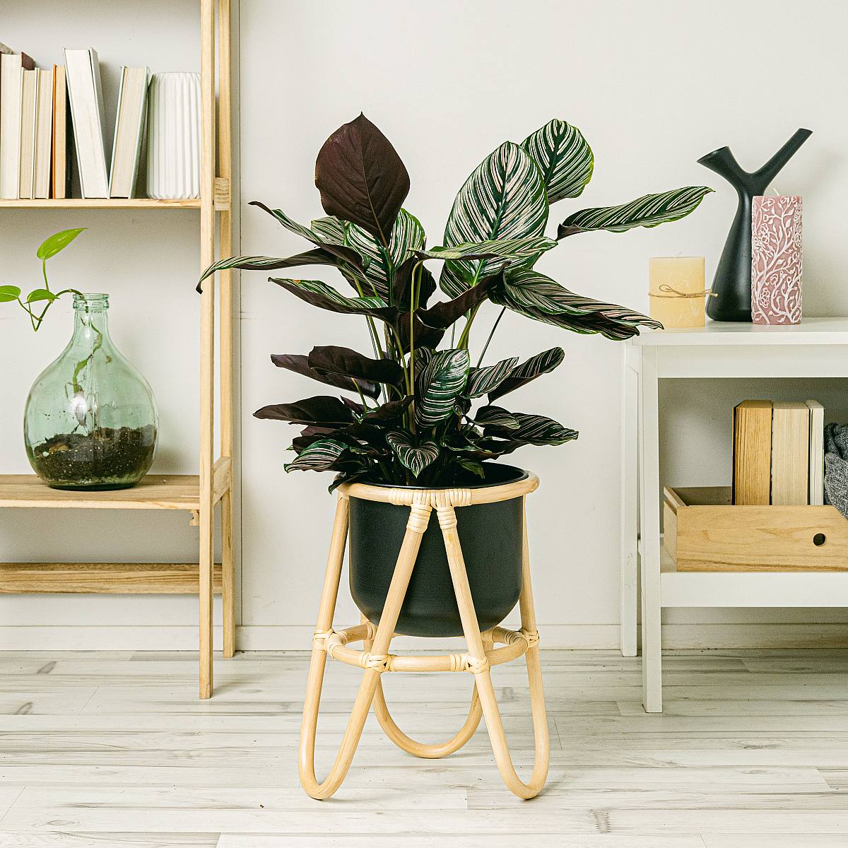 Calathea Sanderiana XL picture 3