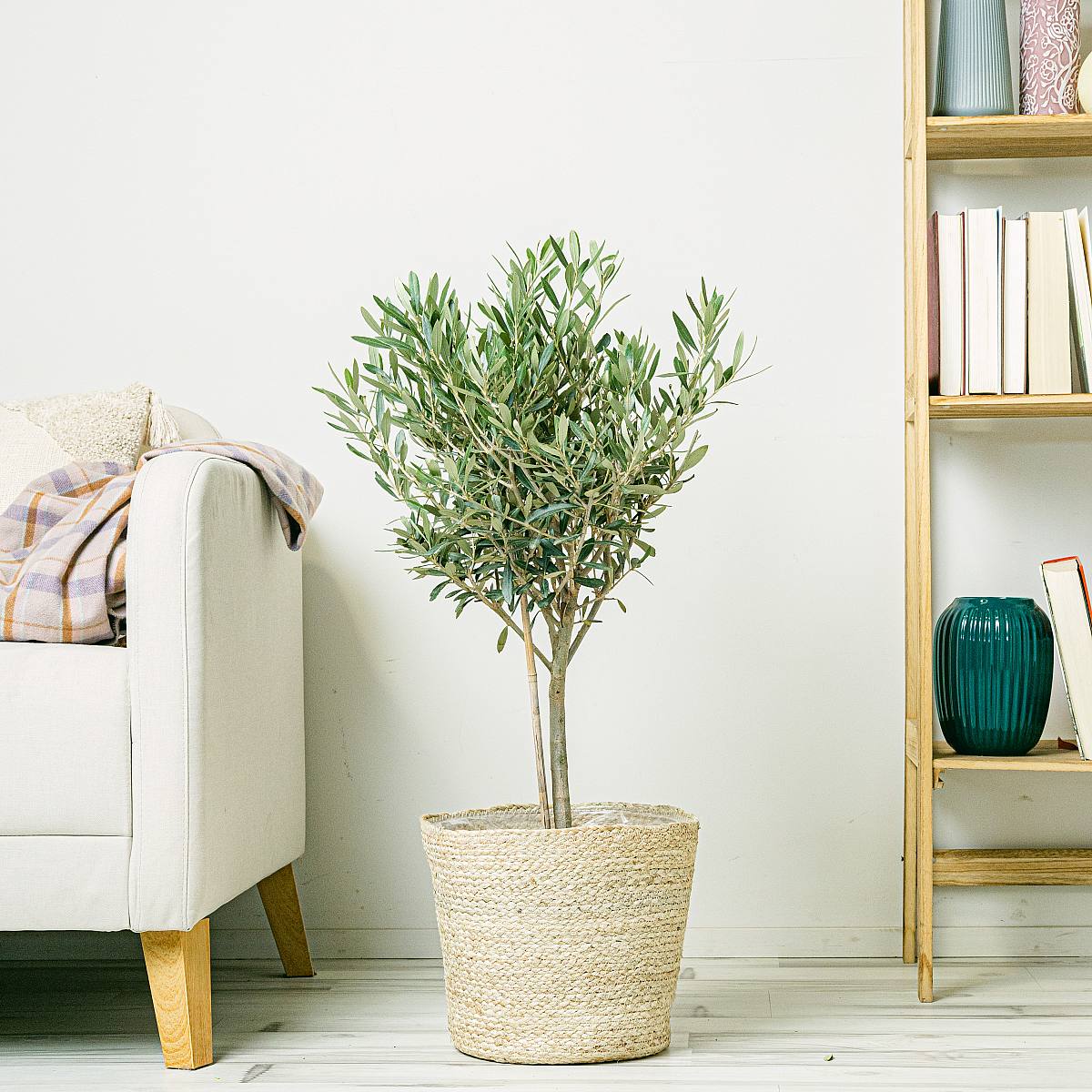 Oliventræ - held og lykke og velstand picture 3