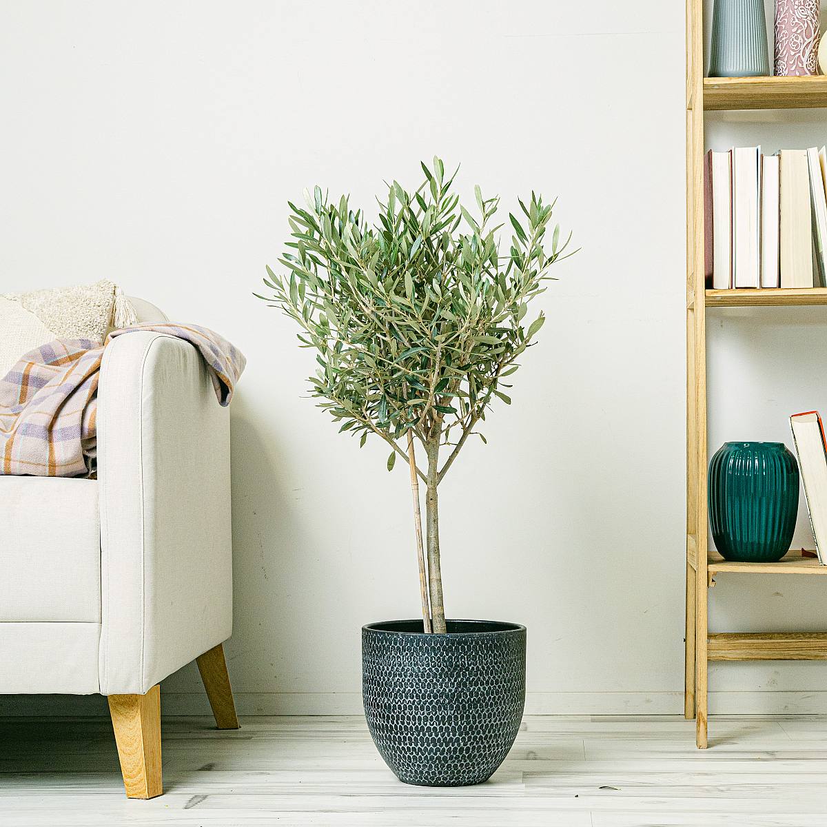 Oliventræ - held og lykke og velstand picture 4