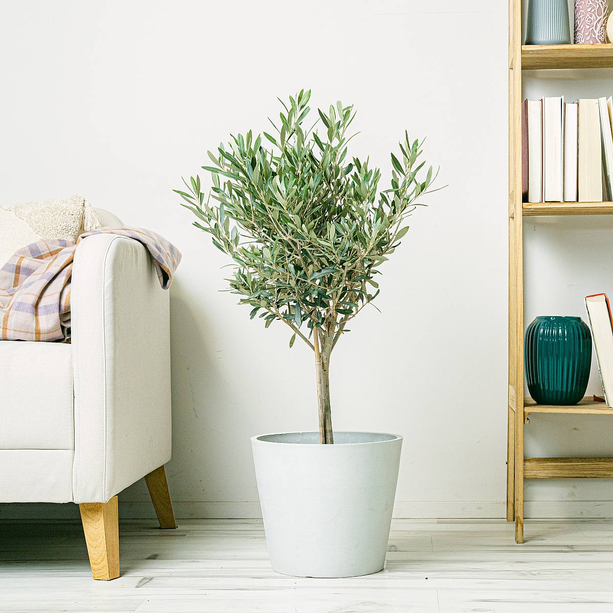 Oliventræ - held og lykke og velstand picture 2