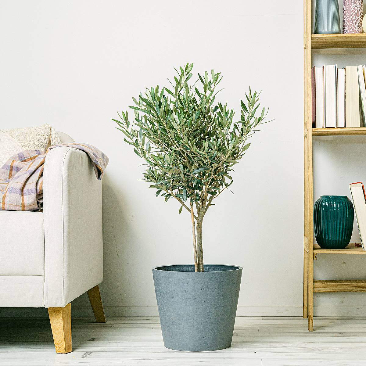 Oliventræ - held og lykke og velstand picture 5