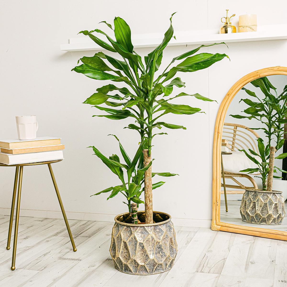 Brasiliansk Trädstam i Kruka 28 cm picture 1