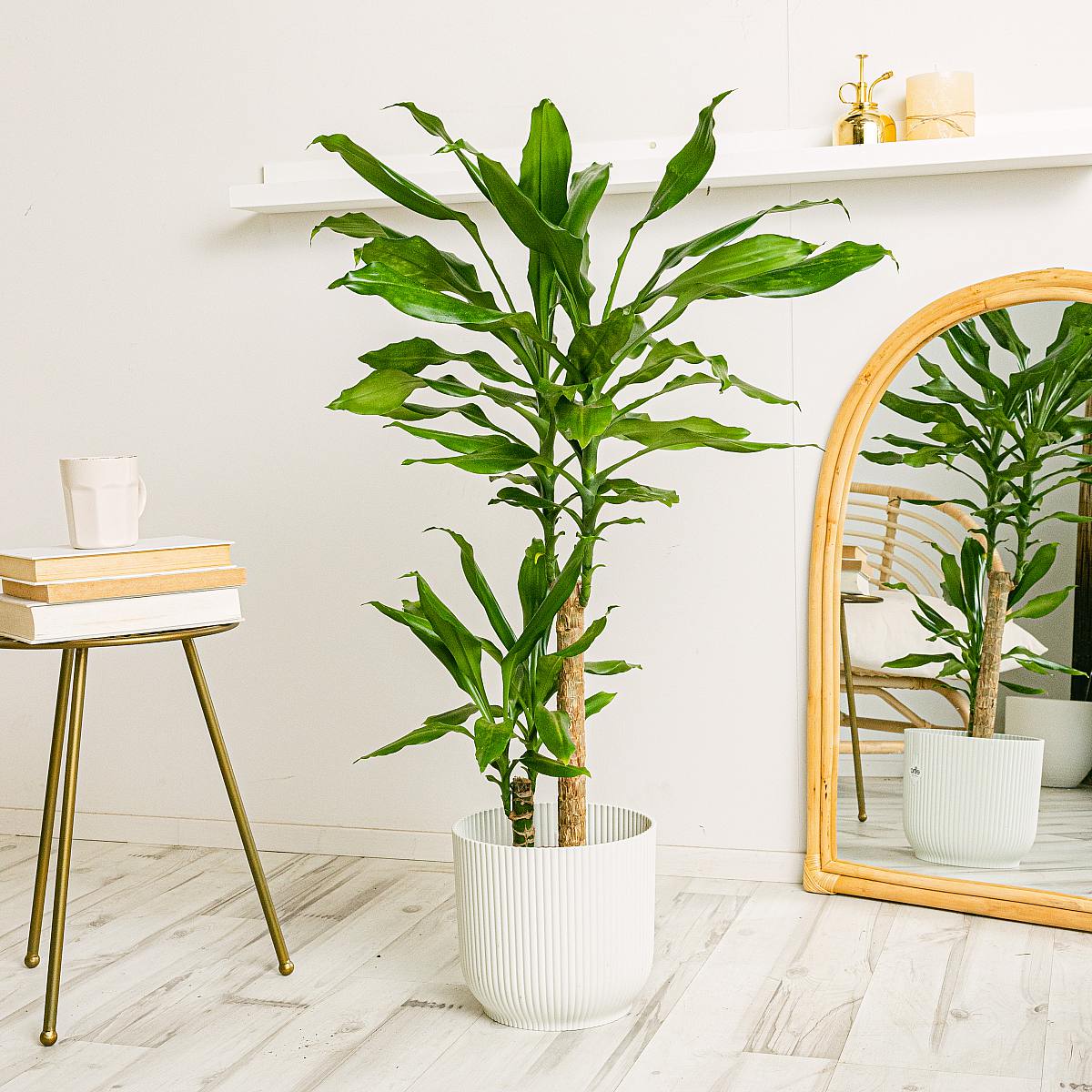 Brasiliansk Trädstam i Kruka 28 cm picture 2