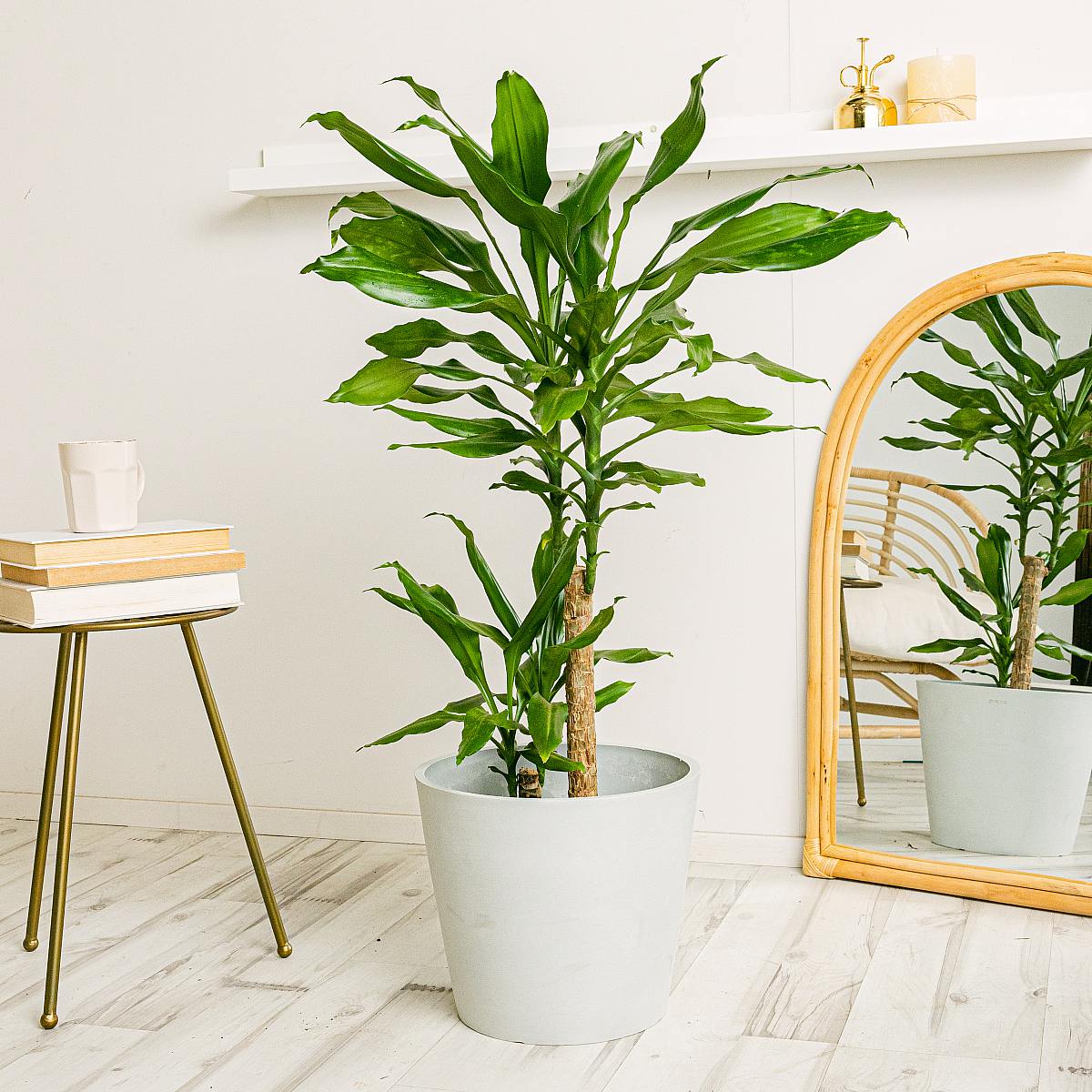 Brasiliansk Trädstam i Kruka 28 cm picture 3