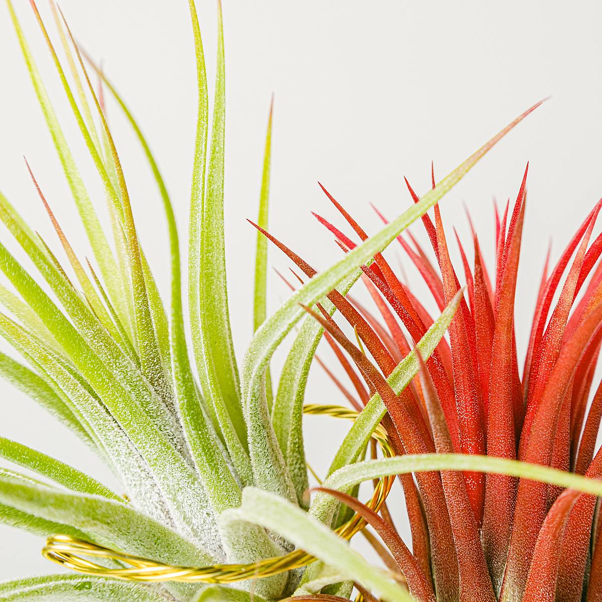 Duet Helsinki picture 2