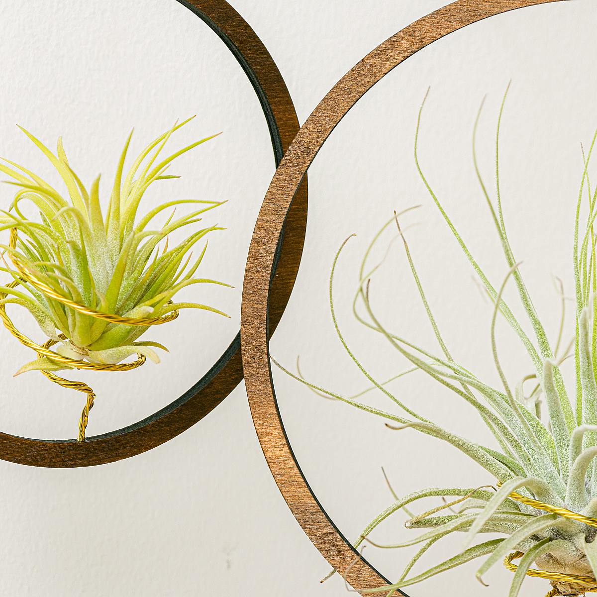 Дуэт подвесных воздушных растений picture 1