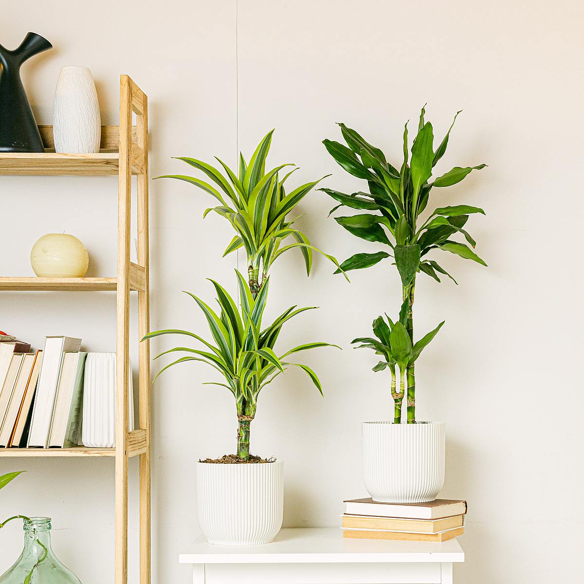 Dracaena Duo picture 1