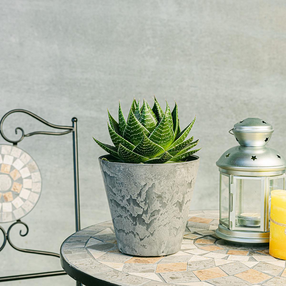 Aloe Pratensis picture 0