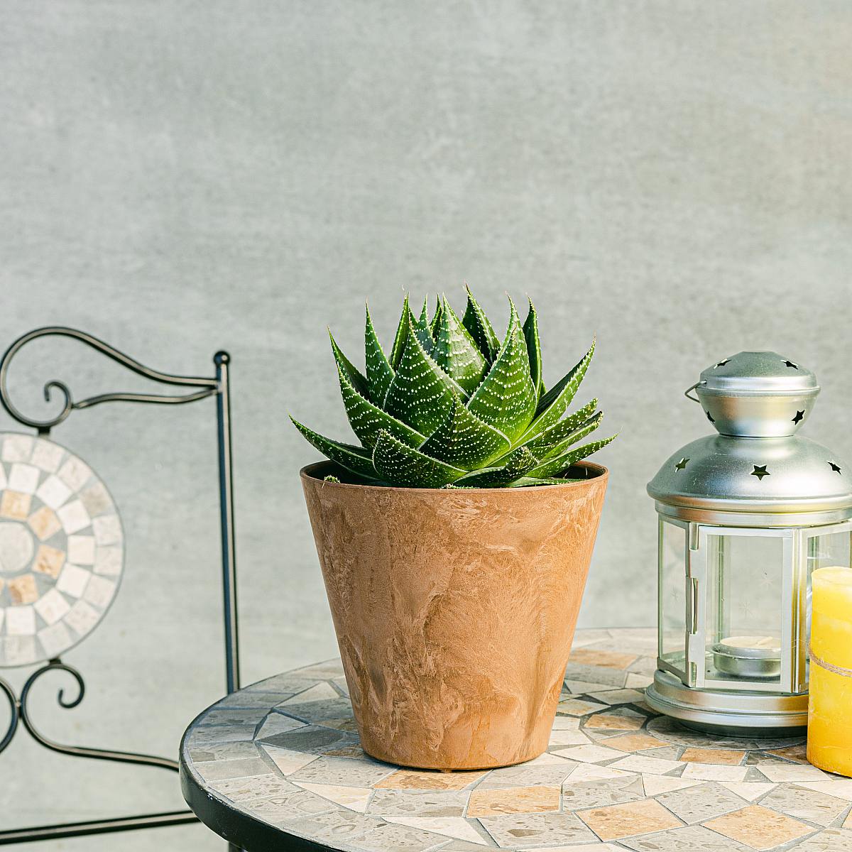 Aloe Pratensis picture 1