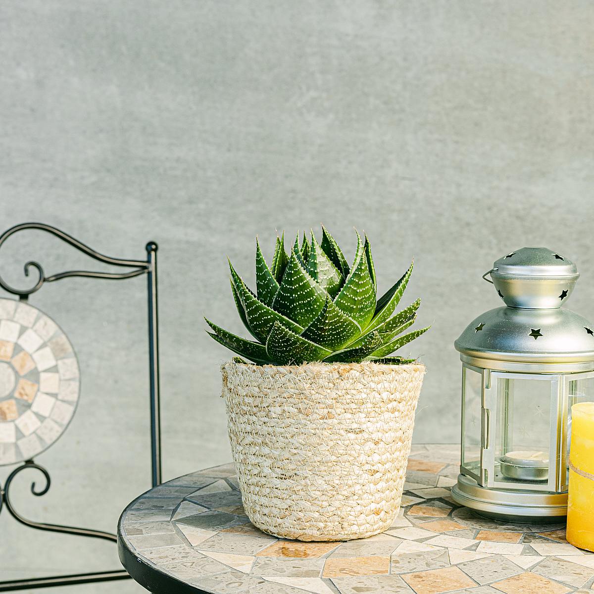 Aloe Pratensis picture 2