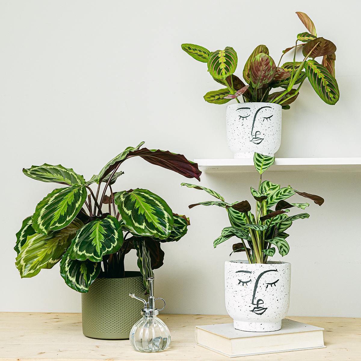 Trojice rostlin vhodných pro domácí mazlíčky picture 1