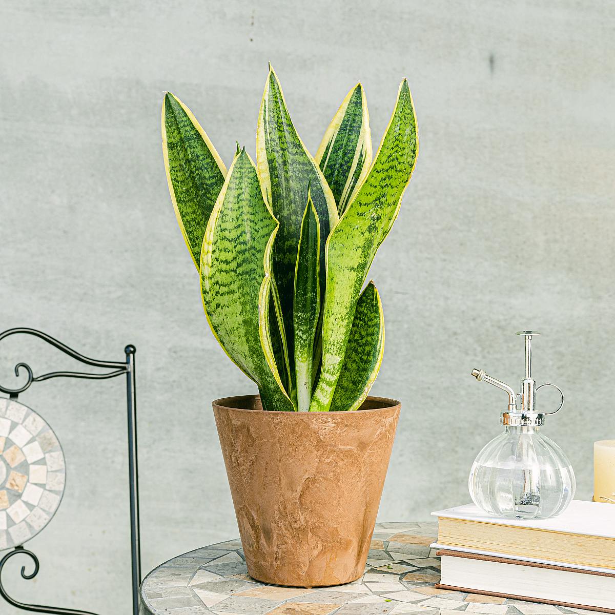 Wężownica picture 1